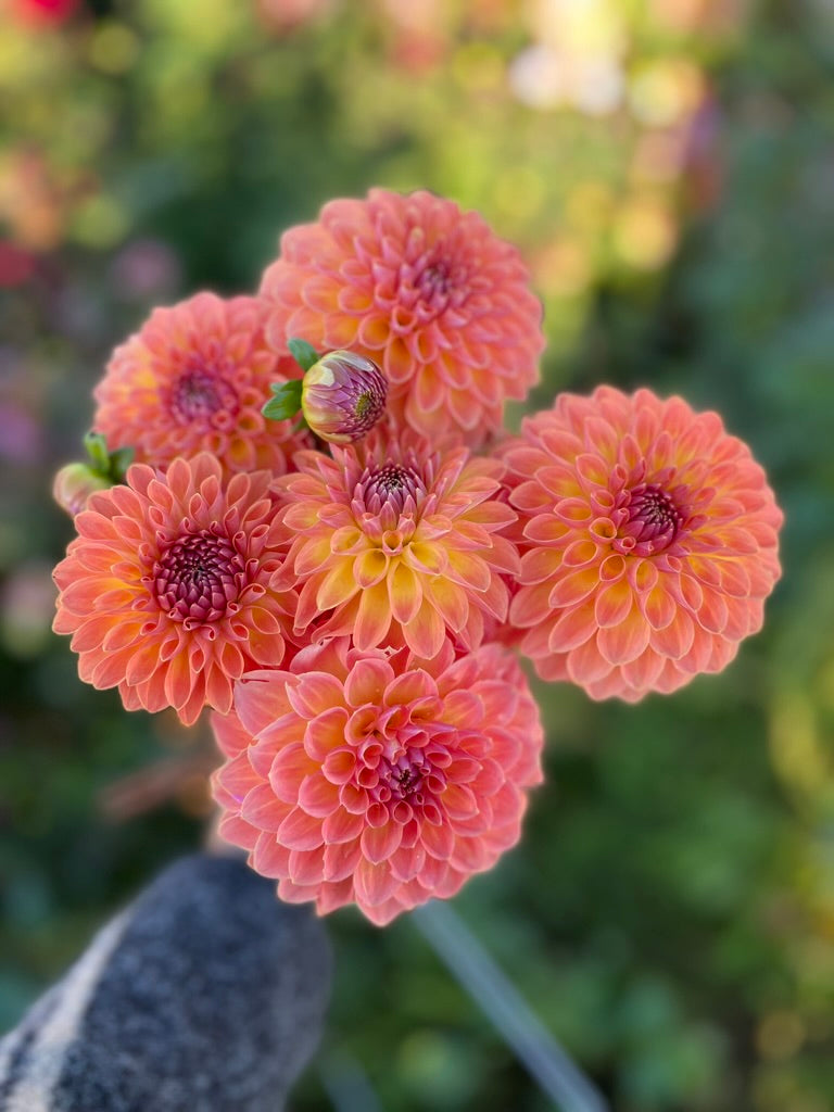 Orange Breeze – Micro Flower Farm