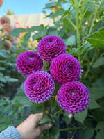 Florelie Hayley