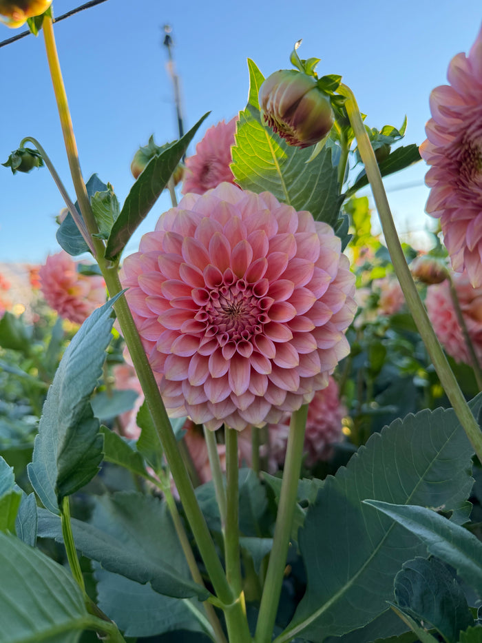 20th Ave Pink Cloud (Limit 1)