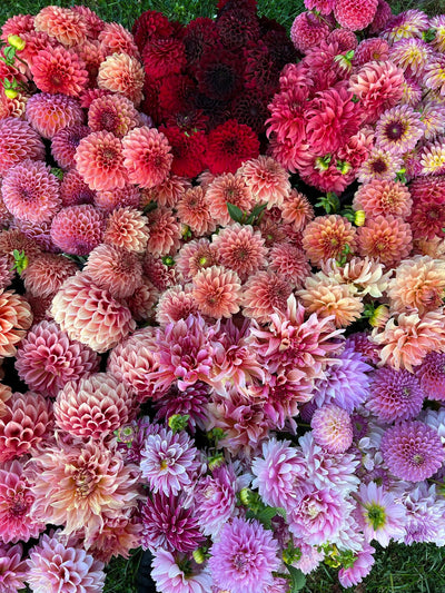 Mastering Dahlias: Dividing & Effective Storage