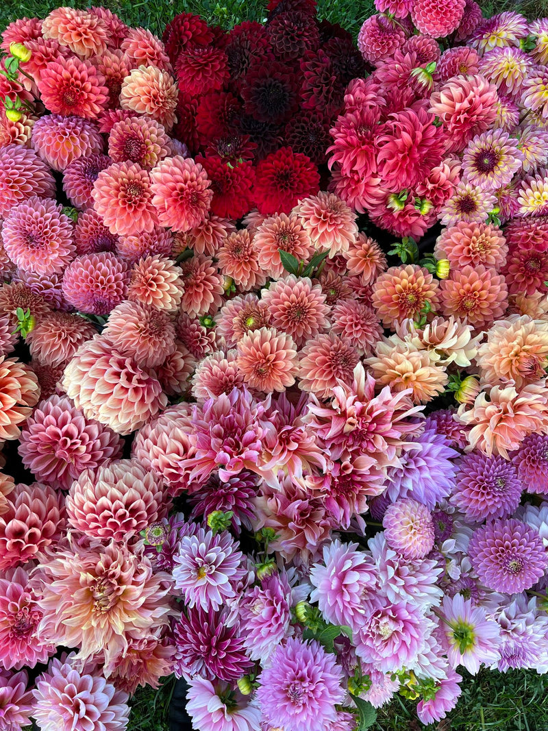 Mastering Dahlias: Dividing & Effective Storage