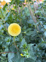 Buttercup