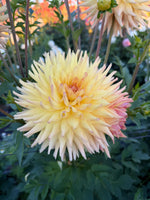 Clearview Louise