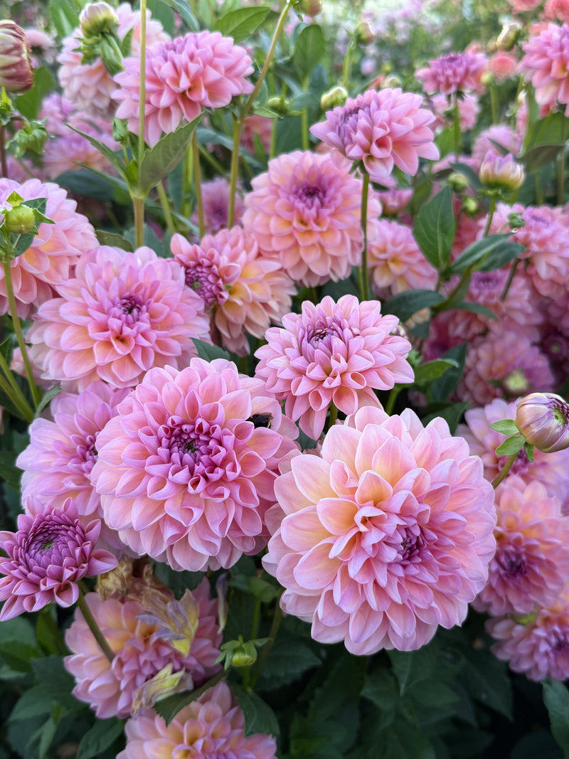 Hapet Vintage