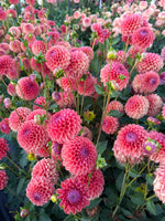 KA's® Coho