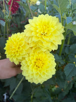Florelie Sunburst