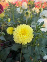 Florelie Sunburst