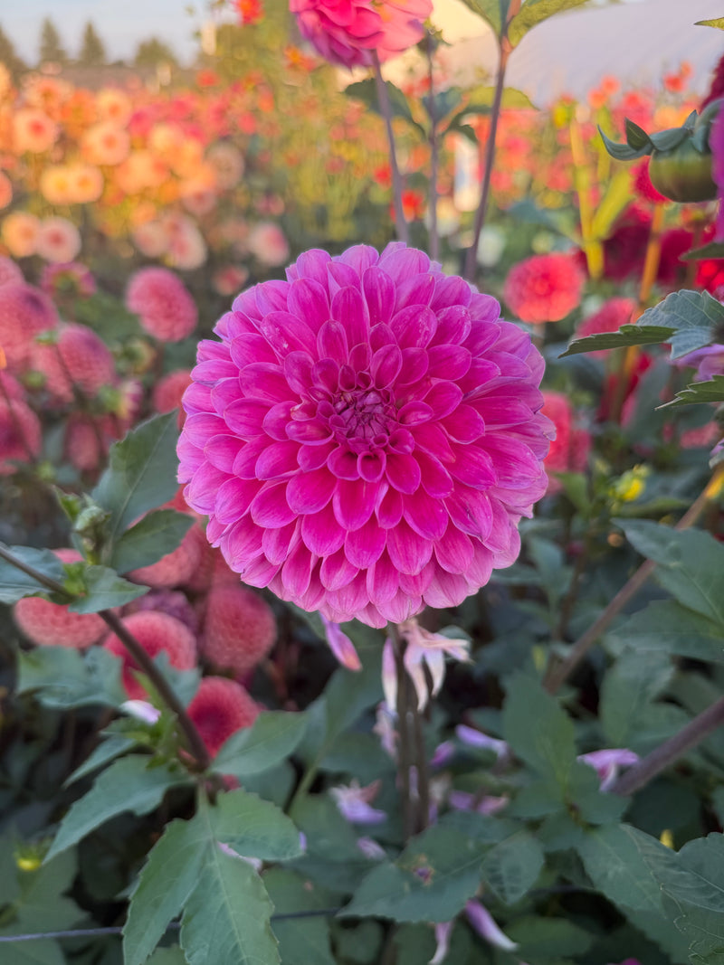 Florelie Joy