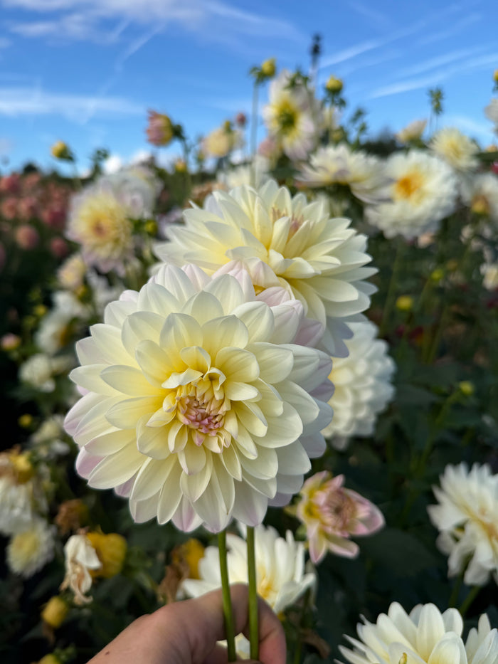Hollyhill Creamy