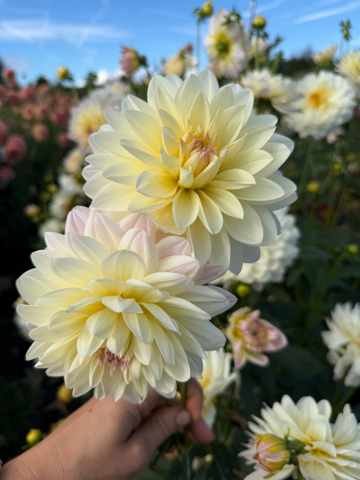 Hollyhill Creamy