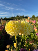 Clearview Janet