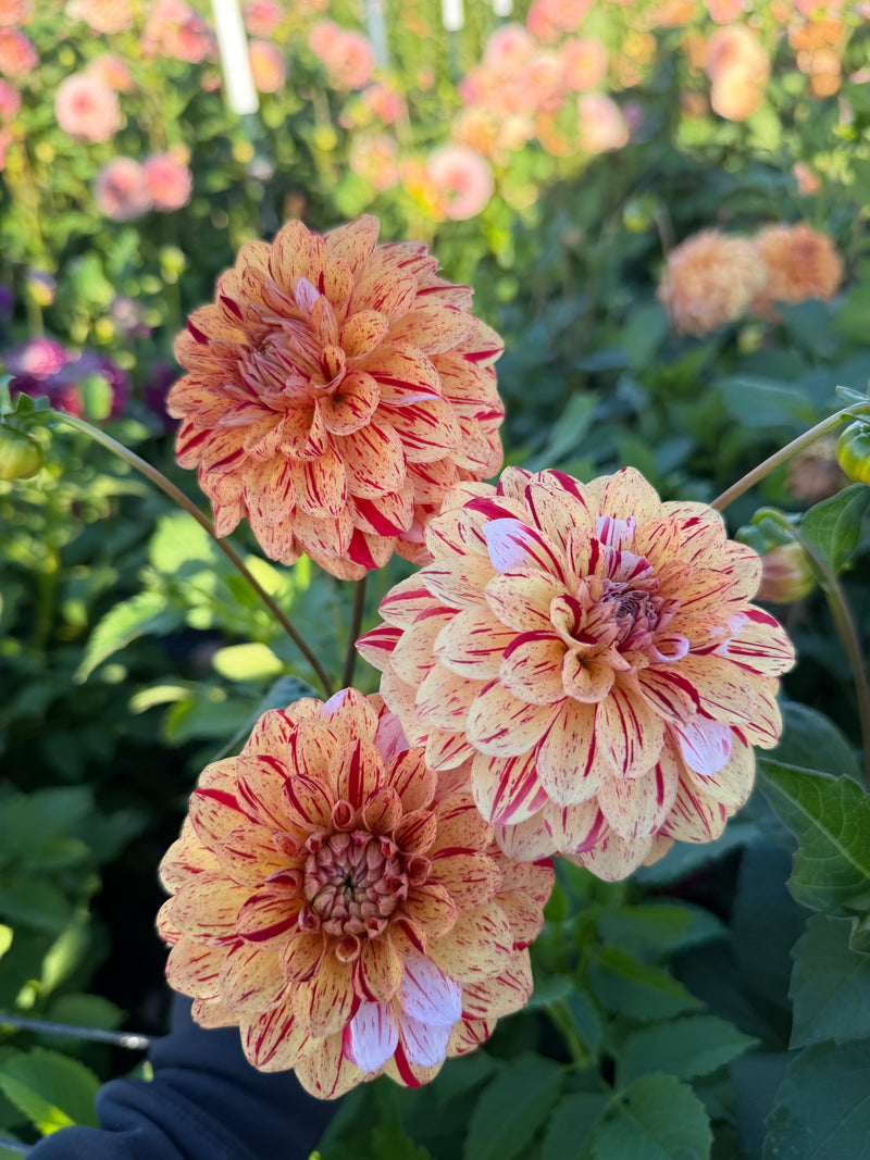 Florelie Circus
