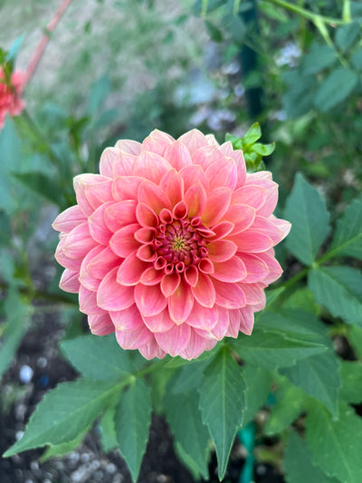 KA's® Boho Peach