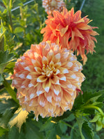 Bloomquist Candy Corn