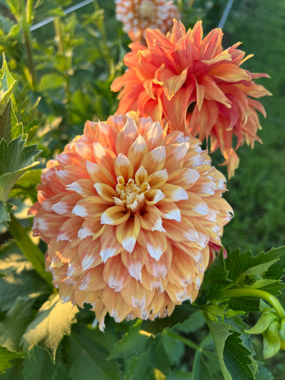 Bloomquist Candy Corn