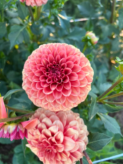 KA's® Blood Orange