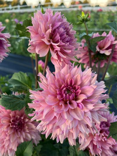 La Belle Epoque (Limit 1)