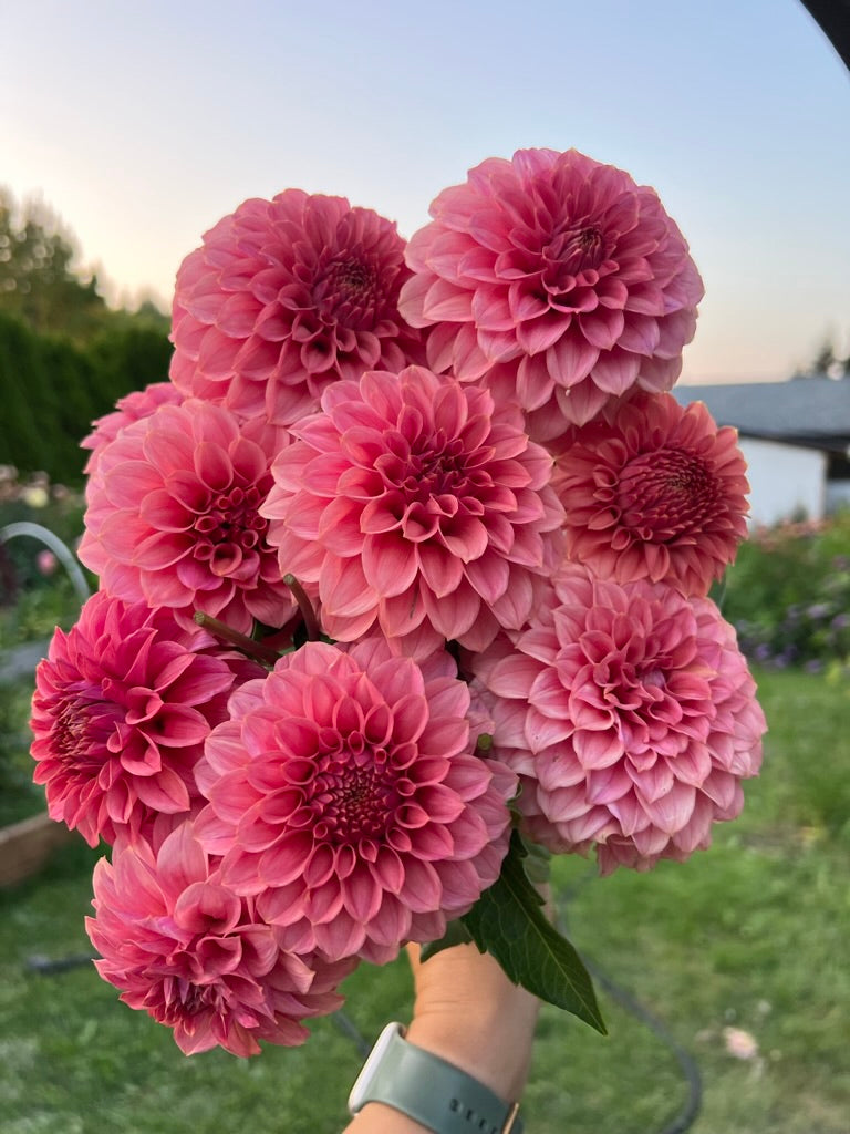 KA's® Keltie Rose
