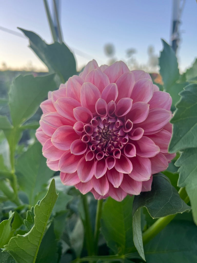 Lee’s Mauva Guava
