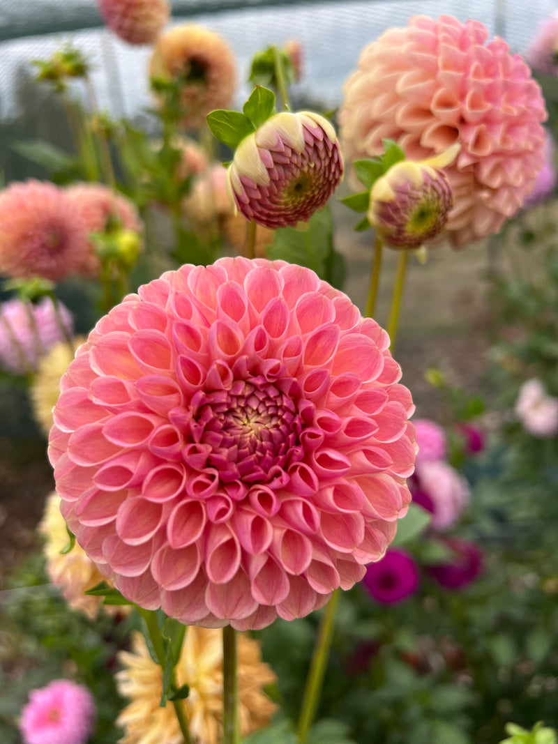 Clearview Peachy
