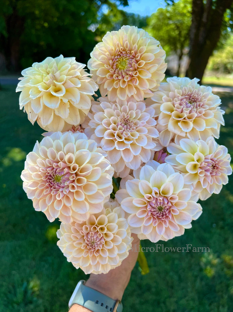 KA's® Cinder Rose