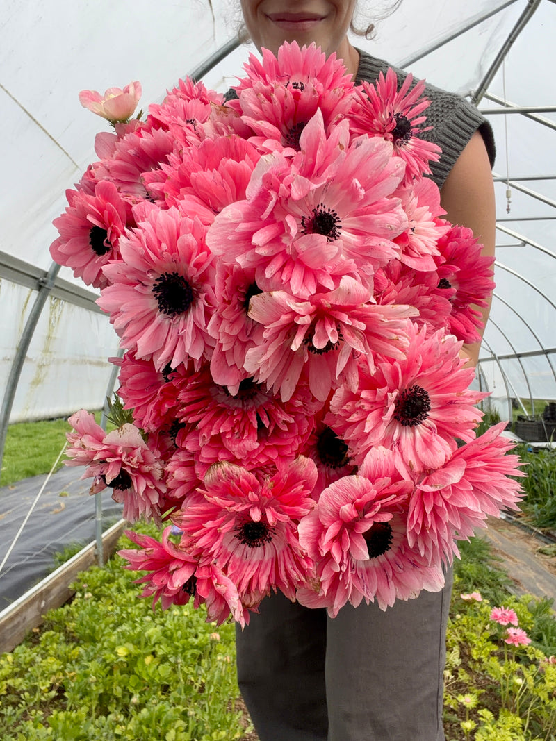 Levante Rosa Chiaro Anemone (20 corms)
