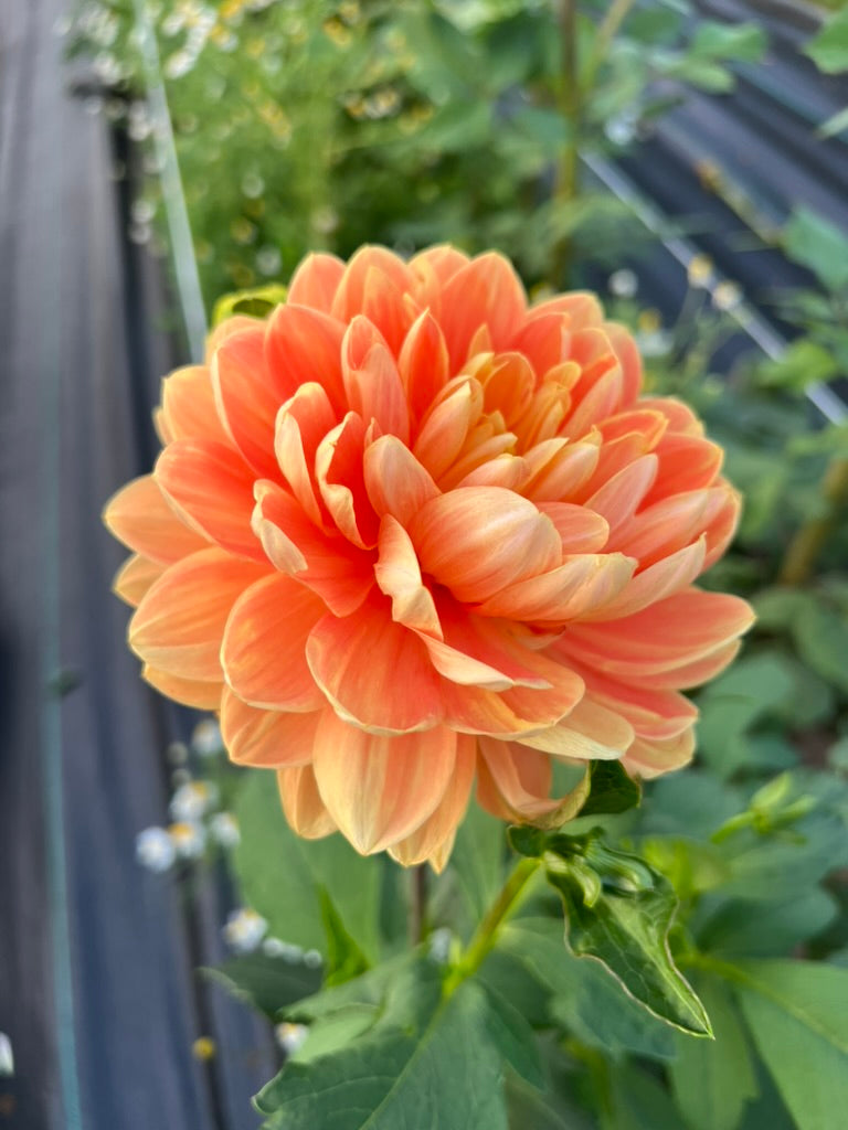 Monet Glory