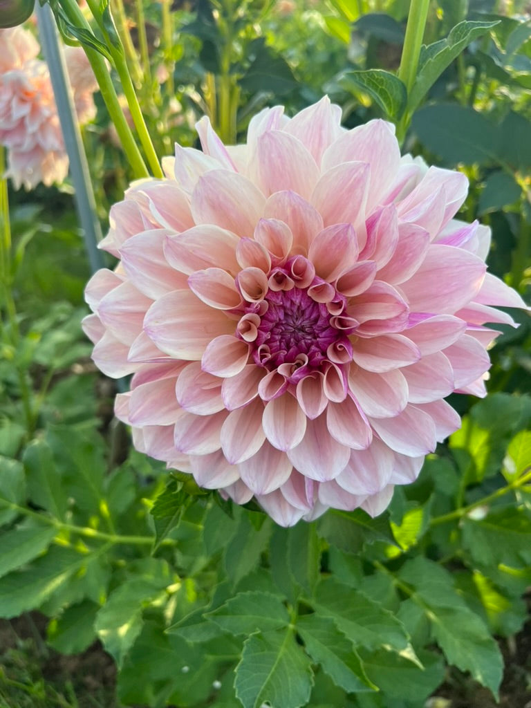 KA's® Penny Lane – Micro Flower Farm