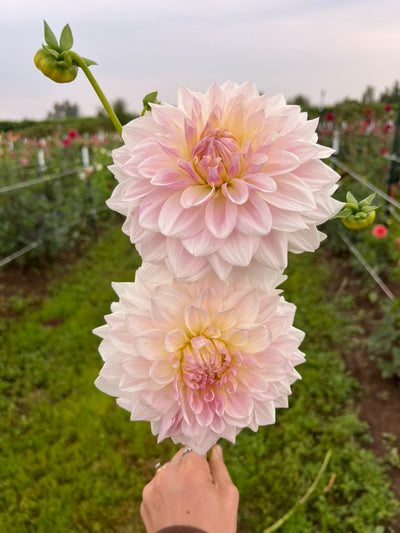 Gemma Darling (Limit 1)