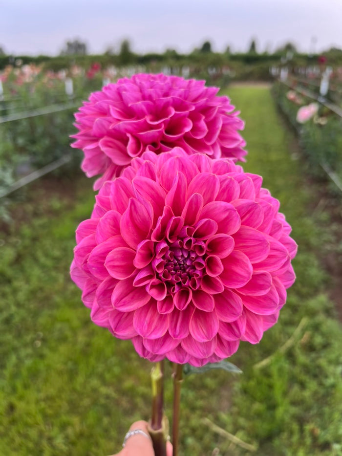 GC Pink Lemonade (Limit 1)