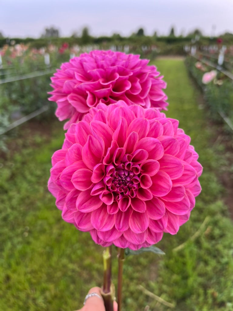 GC Pink Lemonade (Limit 1)