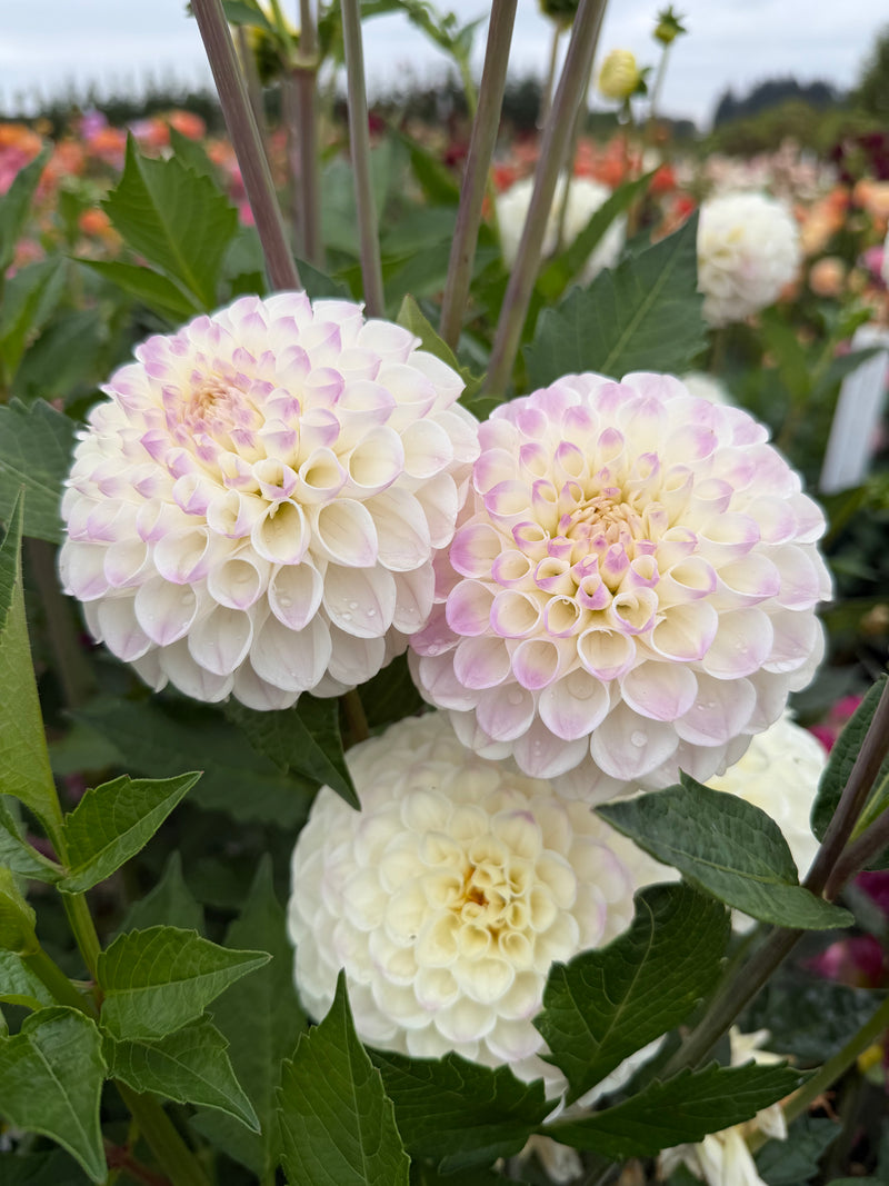 Ferncliff Pearl