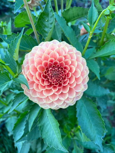 20th Ave Softer Peach