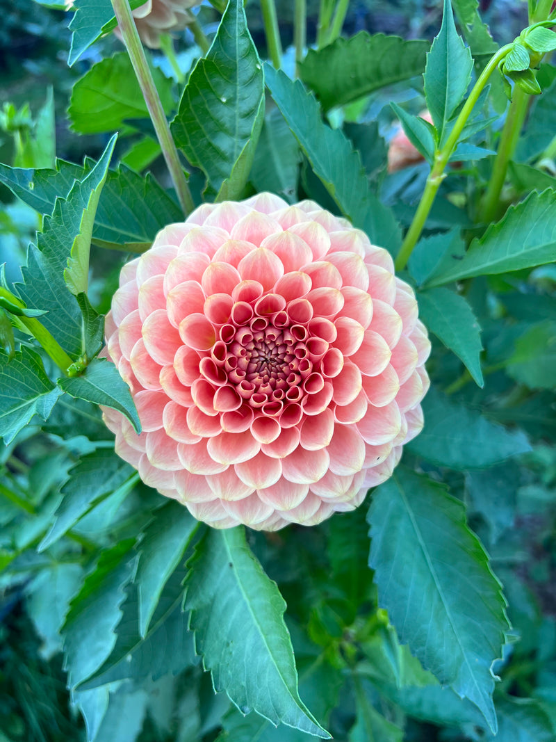 20th Ave Softer Peach