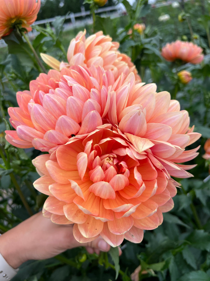 Sandia Susan (Limit 1)