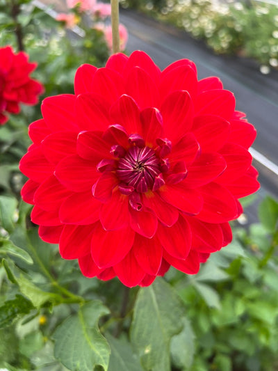 Red Velvet