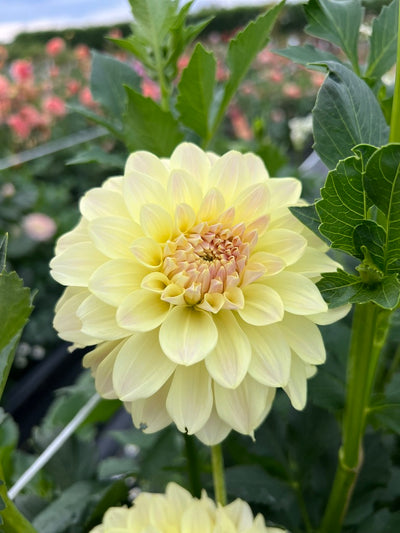 Lee's Primrose Queen