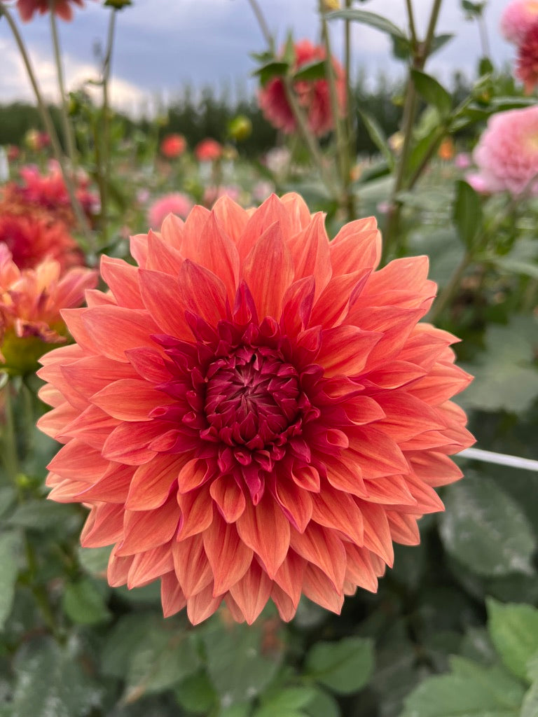 Miss Orange County (Limit 1)