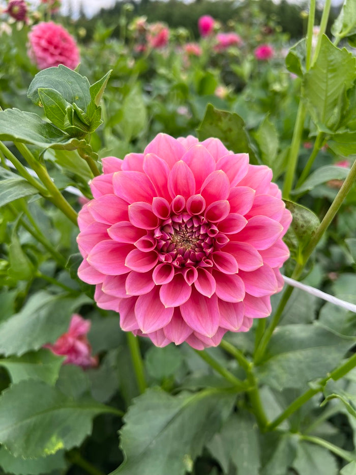 Lee’s Mauva Guava