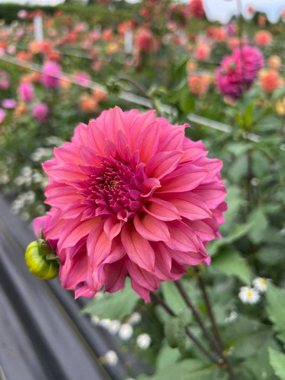 Bloomquist Innate (Limit 1)