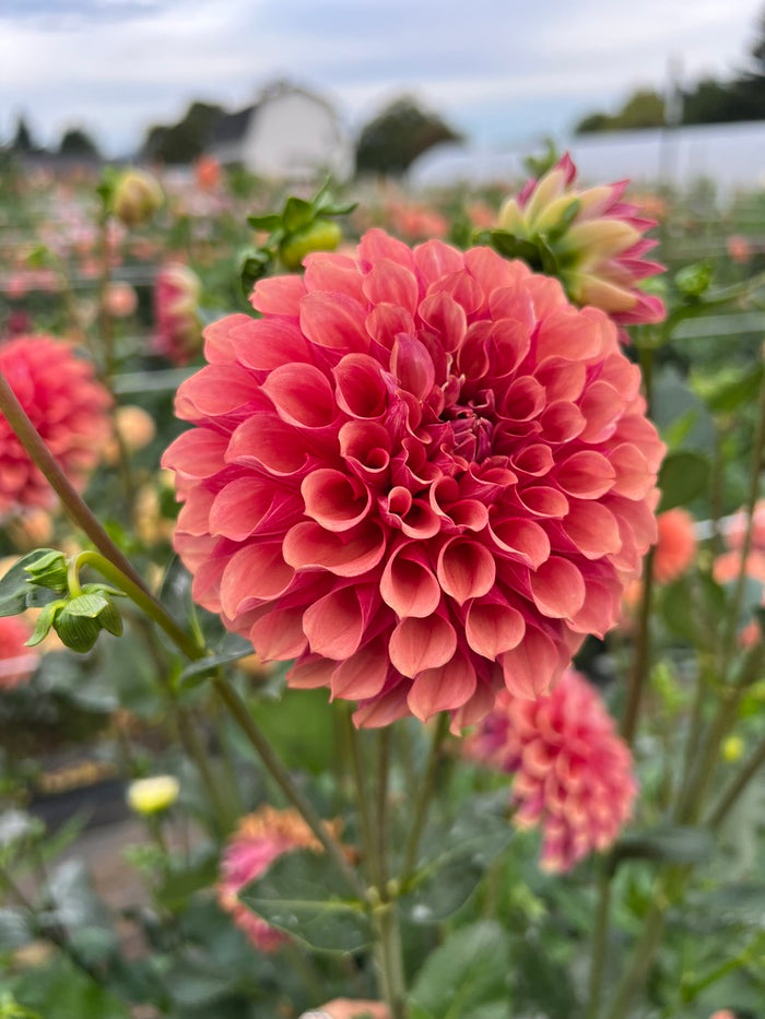 Burfoot Desert Rose
