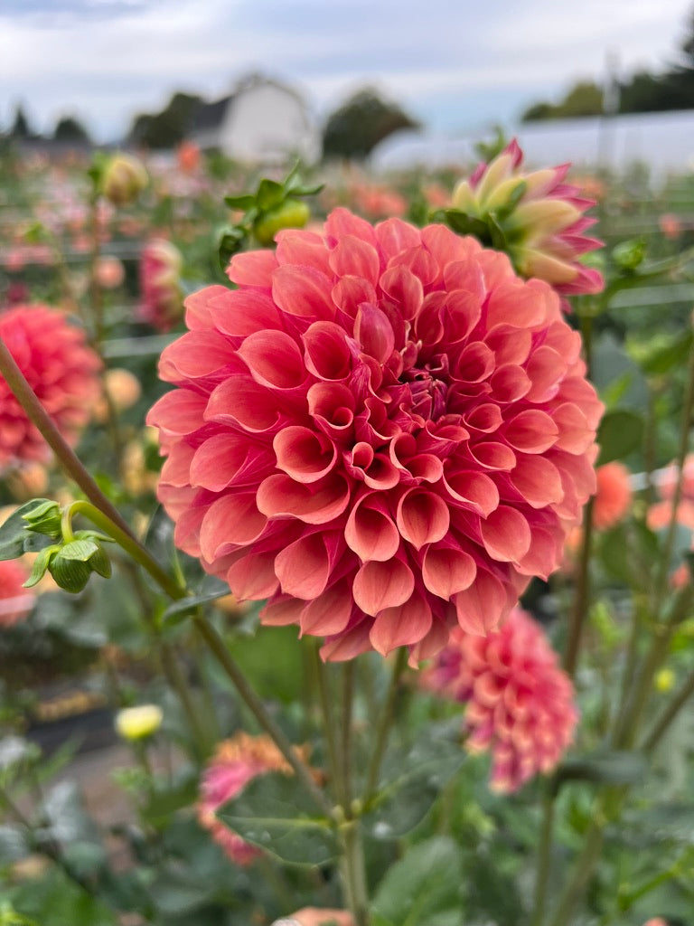 Burfoot Desert Rose