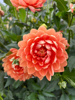 Sandia Susan (Limit 1)