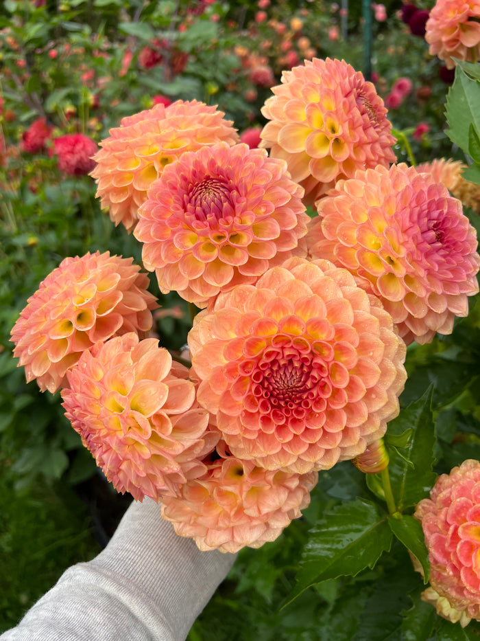 20th Ave Softer Peach