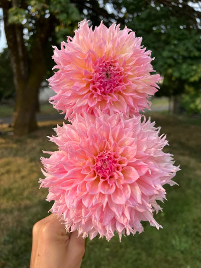 Lee's Pink Grapefruit