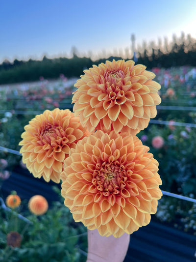 Ryecroft Gold (Limit 1)