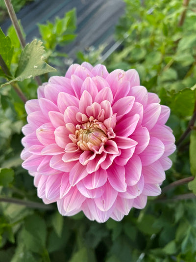 Hapet Rose Dream (Limit 1)