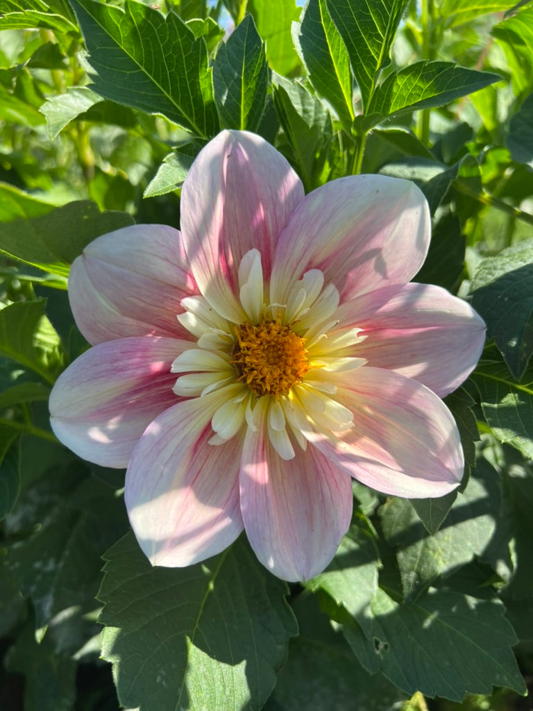Ferncliff Dolly (Limit 1)