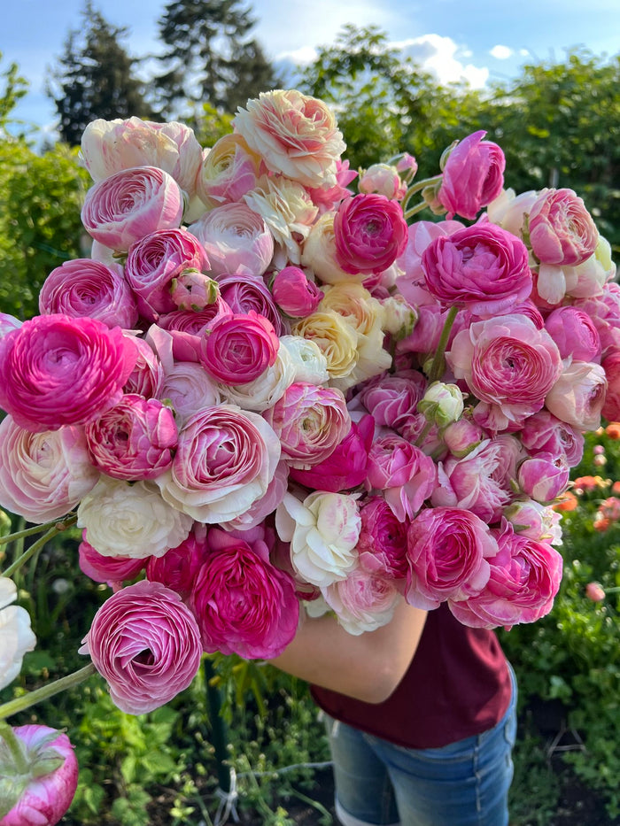 Learn To Grow Ranunculus!