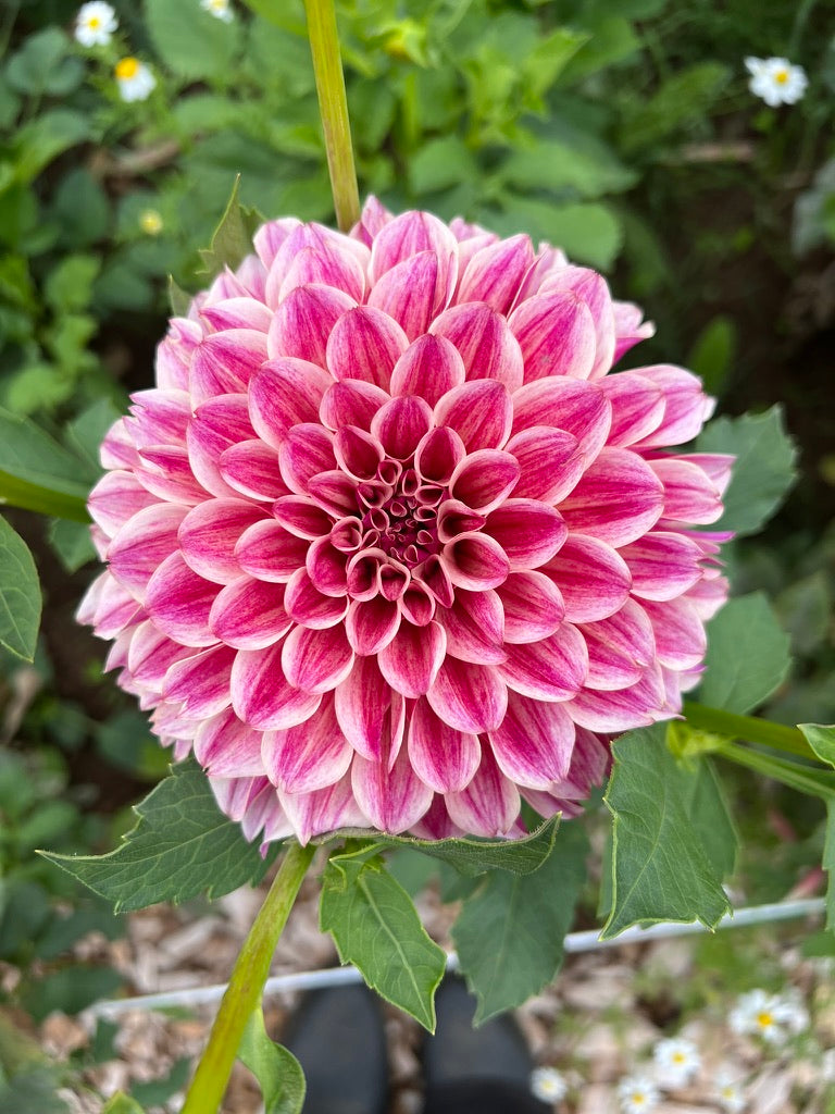 KA's® Rhubarb